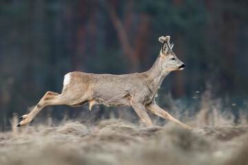 Roe deer, capreolus capreolus, running on dry field in springtime from side. Antlered mammal...