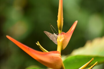 Butterfly on a flower