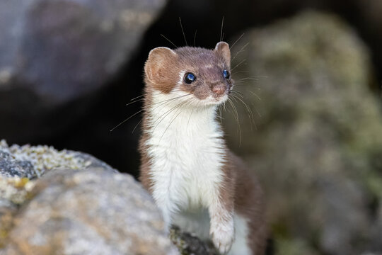 close up of a stoat