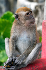 Portrait wild long tailed Macaque eating bananas near Batu caves, Selangor, Malaysia. Malaysia rainforest animal.