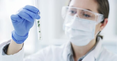 Plant, test tube and scientist with laboratory growth results research, check and inspection in safety gear. Chemical, analysis and science expert with leaf in glass for eco friendly pharmaceutical - Powered by Adobe