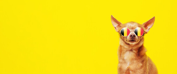 Cute brown dog in sunglasses against  yellow background glasses reflect flag of Belgium.