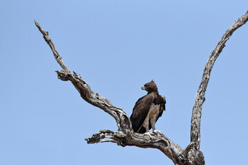 Martial Eagle (Polymaetus bellicosus) sitting on a tree branch