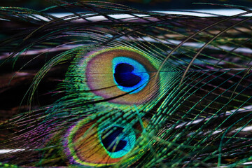 Colorful peacock feathers create beautiful patterns of feathers. Pavo muticus, Pavo cristatus,green...