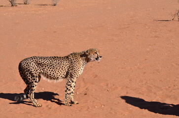 Cheetah cat kalahari desert savannah walking on sand Namibia Africa