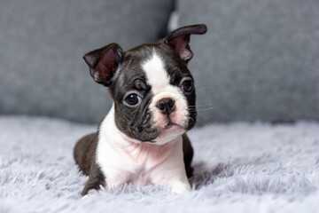 Portrait of a cute little Boston Terrier puppy lying on the bed