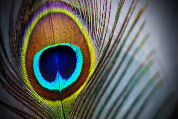 Colorful peacock feathers create beautiful patterns of feathers. Pavo muticus, Pavo cristatus,green...