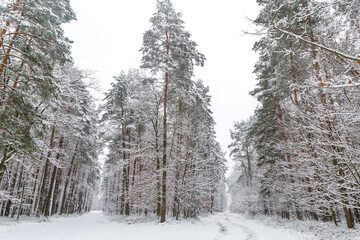 Sosnowy las zimą © KoLesfot