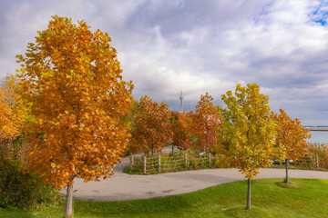 Colorful fall foliage in a park with the Toronto skyline in the background, from Ontario Place 
