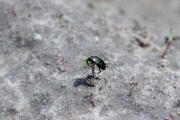 A beetle of the genus Amara (Carabid, ground beetle) eating a young plant in a crop field. Crop parasite.