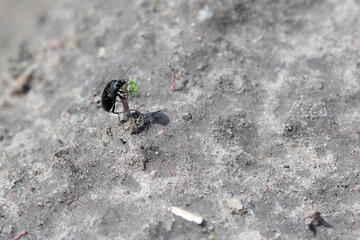 A beetle of the genus Amara (Carabid, ground beetle) eating a young plant in a crop field. Crop parasite.