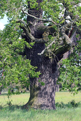 Old oak tree, Quercus, Rogalin, Poland.