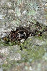 White-marbled spider beetle, white-marked spider beetle (Ptinus fur), imago.