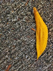 dry leaves that fall on the asphalt looks beautiful