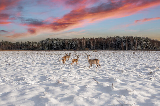 Roe Deer In The Snow