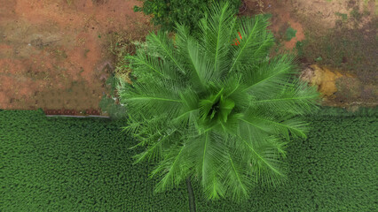 coconut tree view from the top- Drone Photography - Indian Village - Agriculture land 