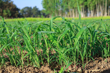 Grass Seedlings Growing Sweet Jumbo