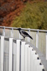 Hooded crow on a metal fence