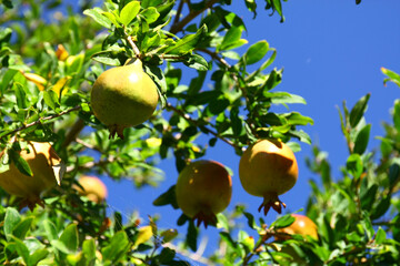 Pomegranates on the tree.