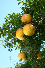 Pomegranates on the tree.