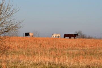 Horses in a Field