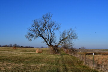 Hay Bale by a Lone Tree in a Field
