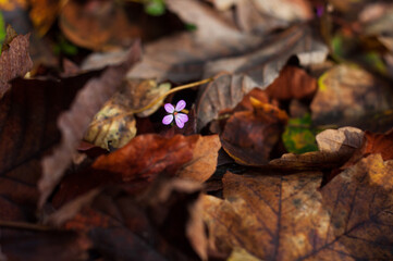 Autumn mood. Fallen leaves lie on the ground. A small purple flower peers through the leaves