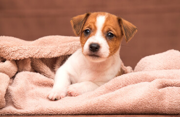 little jack russell puppy resting in a blanket