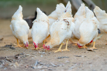 chicken