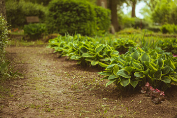Lush hostas in parklike back yard setting