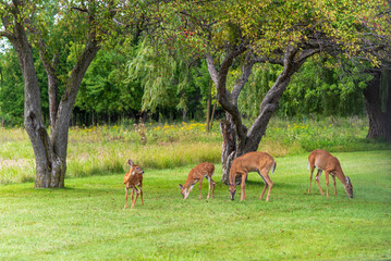 Naklejka na ściany i meble White-tailed Deer Does And Fawns In Summer