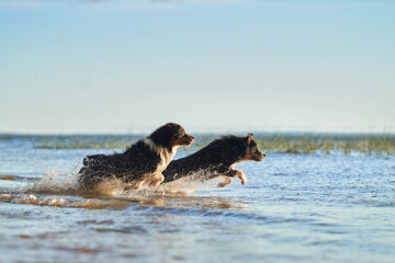 happy dogs. two Active australian shepherd jumping in the water. Active holiday with a pet