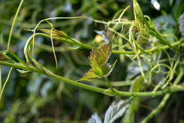 New green wild grape leaves grow in the garden.