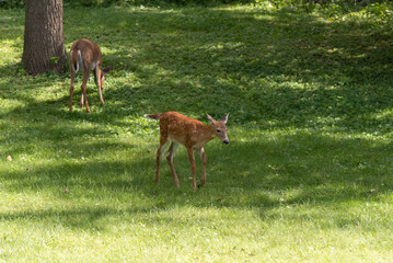 White-tailed Deer Fawns Feeding On Summer Grass