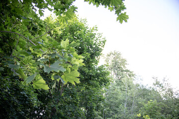 The close-up of maple branch with seeds