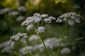 Goutweed, Aegopodium podagraria, ground elder, herb gerard, bishop`s weed, gout wort, white flowers, umbrella on field, meadow