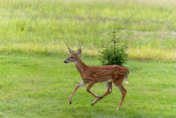 White-tailed Deer Fawn Running