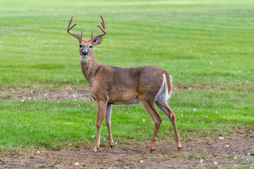 Naklejka na ściany i meble A White-tailed Deer Buck Standing On Summer Grass