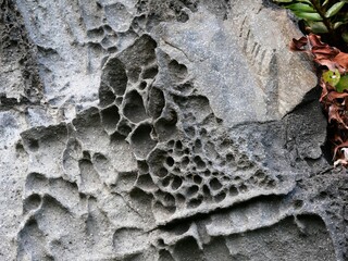 Dentelle de roche basaltique sur la plage de Lombo Gordo sur l'île de Sao Miguel aux Açores....