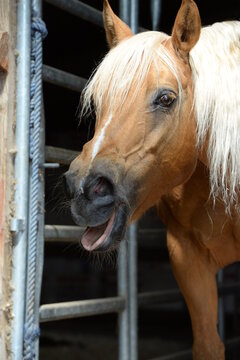 Details eines schönen Pferdes das gähnt und sein Maul komisch verzerrt