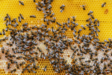 Bees on honeycomb in beehive