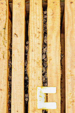 Bees in honeycombs with wooden frames