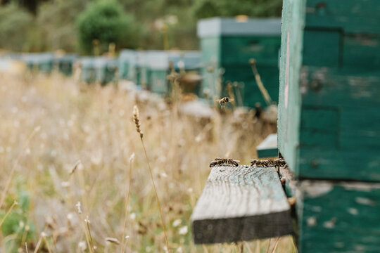 Green beehives in apiary in summer