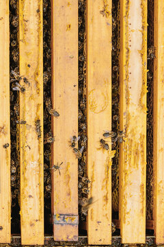 Bees on honeycomb in beehive