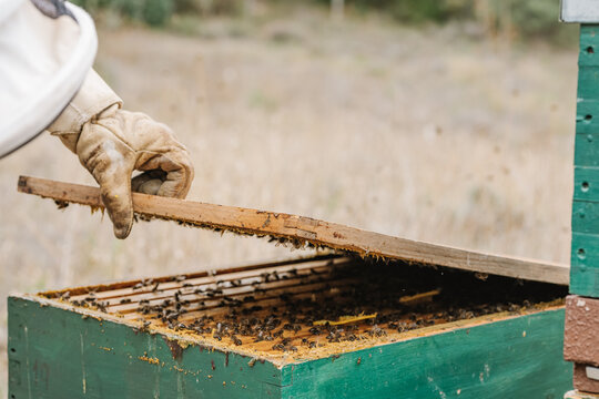 Crop beekeeper opening beehive in apiary