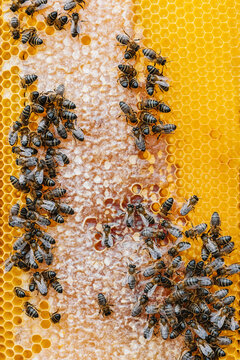 Bees on honeycomb in beehive