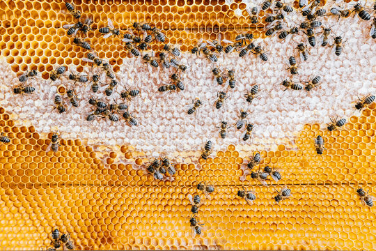 Bees on honeycomb in beehive