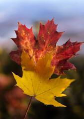 foliage rosso fuoco tra le langhe