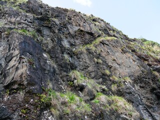 Plante fétuque des roches sur la falaise basaltique de Lombo Gordo sur l'île de Sao Miguel aux Açores. Portugal