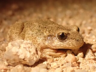 Toad on the ground